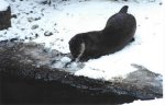 Otter with a snowball